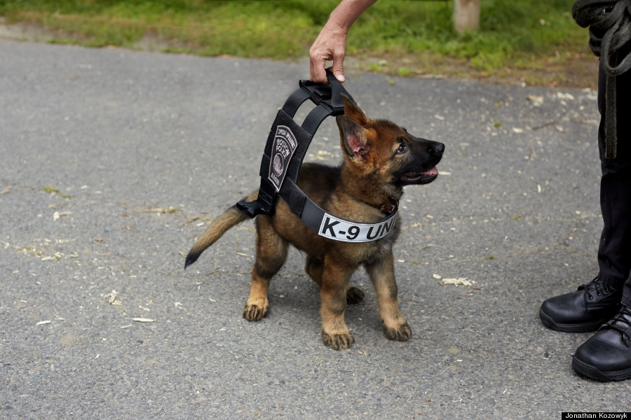 police dog in training